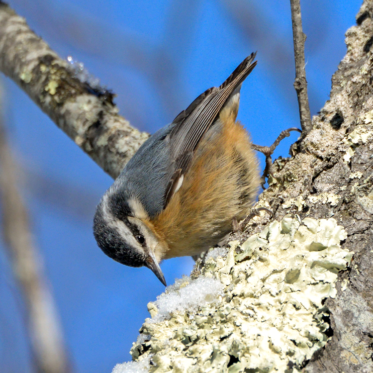 Red-breasted Nuthatch © Lee Millet
