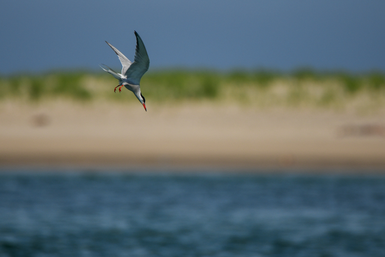 Common Tern, Winner: Birds, under 18 © Kieran Barlow