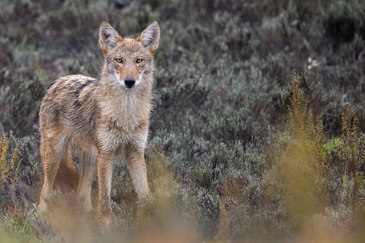 Coyote, Winner: Mammals, 18 and over © Jason Gilbody