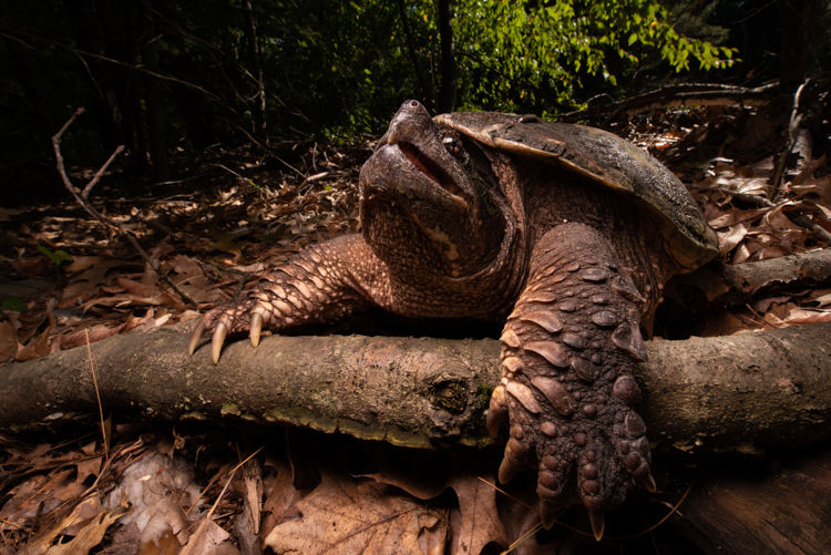 Snapping Turtle, Grand Prize Winner © Patrick Randall