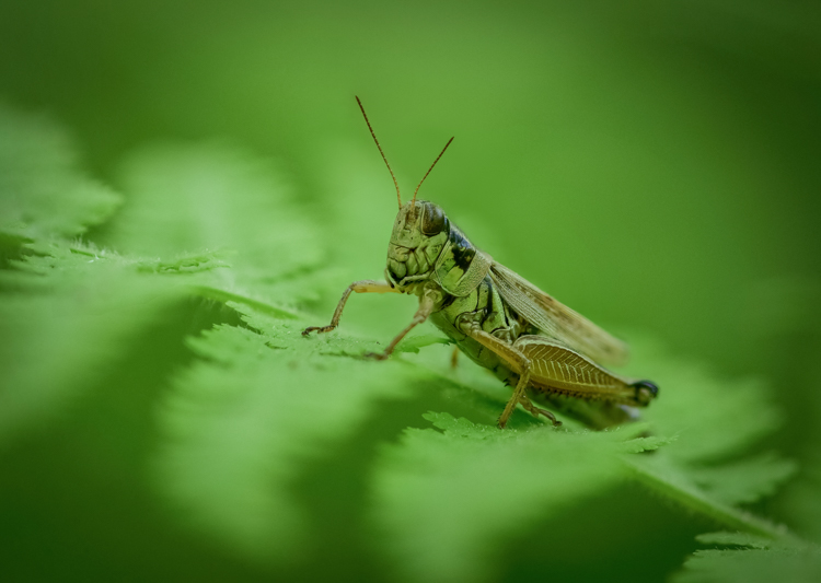 Grasshopper, Winner: Other Wildlife, Under 18 © Deyan Kassev