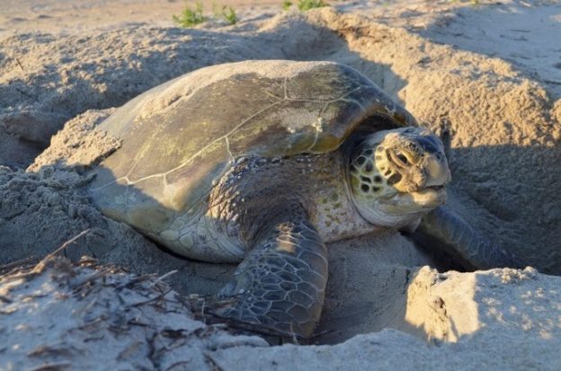 sea-turtles-face-challenges-in-warming-waters-mass-audubon-your