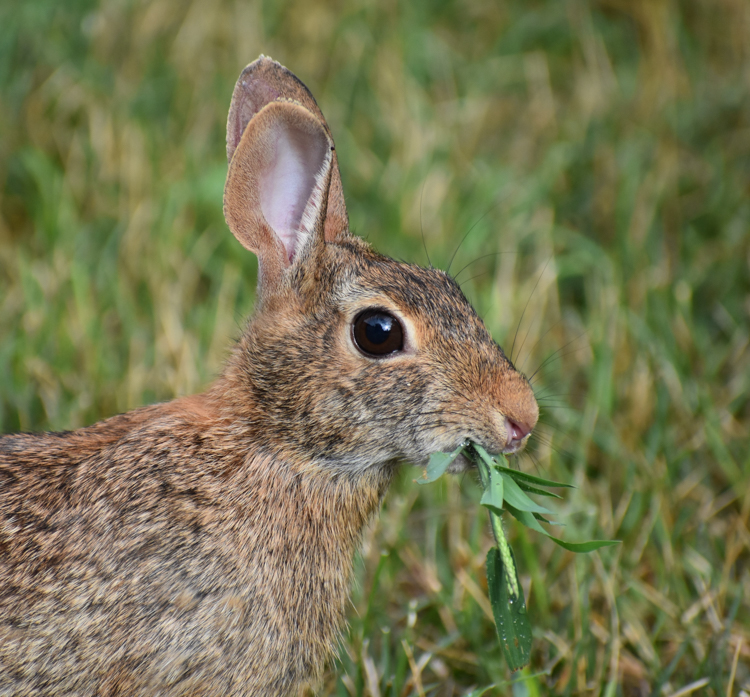 Eastern Cottontail, Winner: Mammals, 18 and over © Christy Bomer-Norton