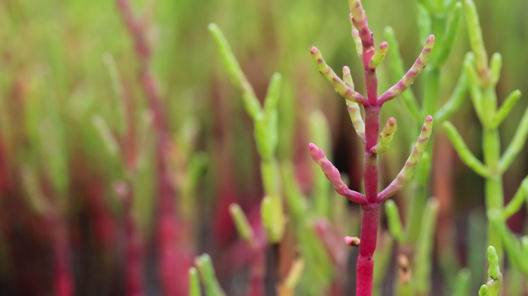 Pickleweed, Winner: Plants & Fungi, Under 18 © Alexander Knight