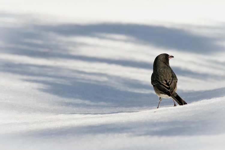 Dark-eyed Junco © Eladi Bermudez