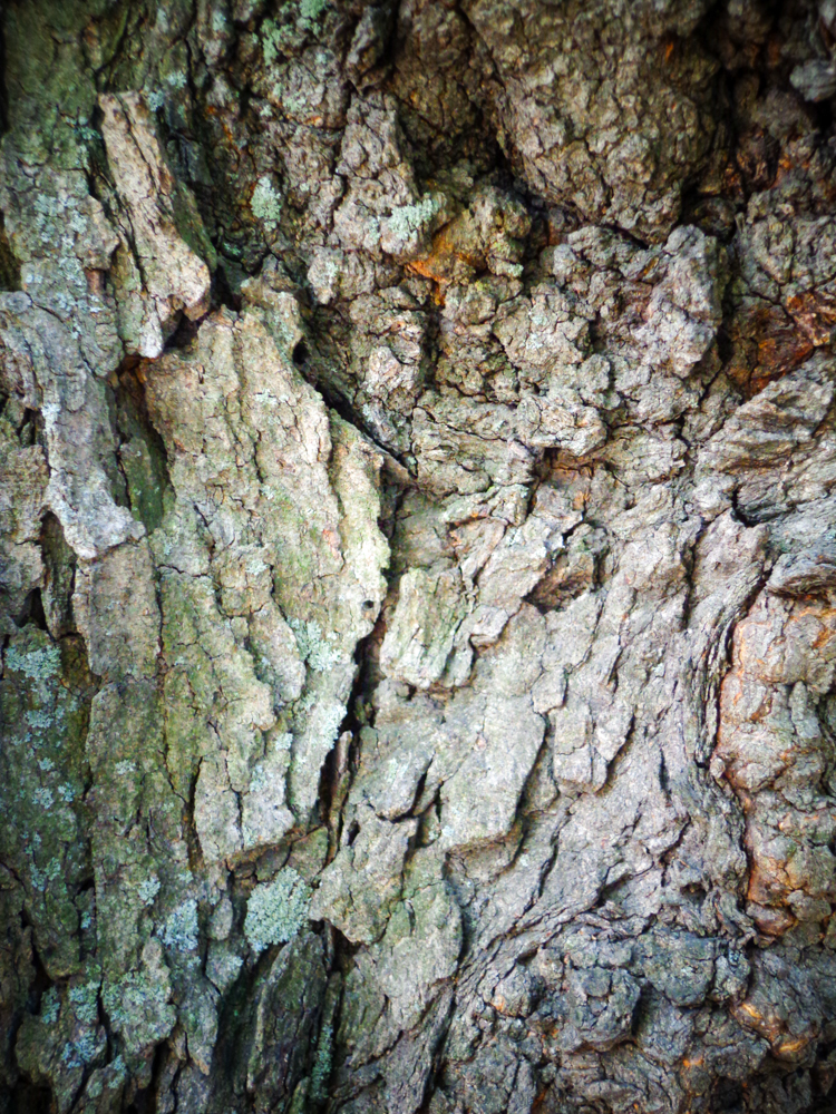 Most likely an old Sugar Maple © Nicole Nachef