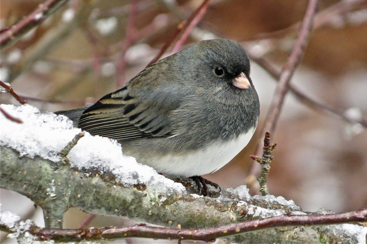 Dark-eyed Junco © Andy Eckerson