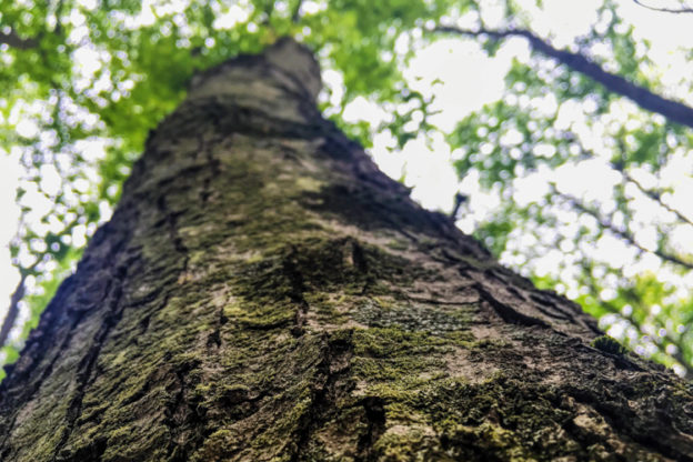 Tree Bark, possibly cherry or oak © Samantha Buckley