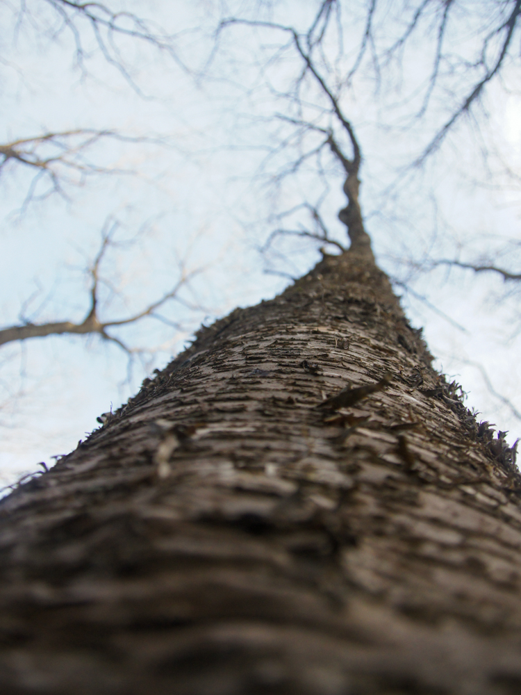 Yellow Birch © Dominic Konrad