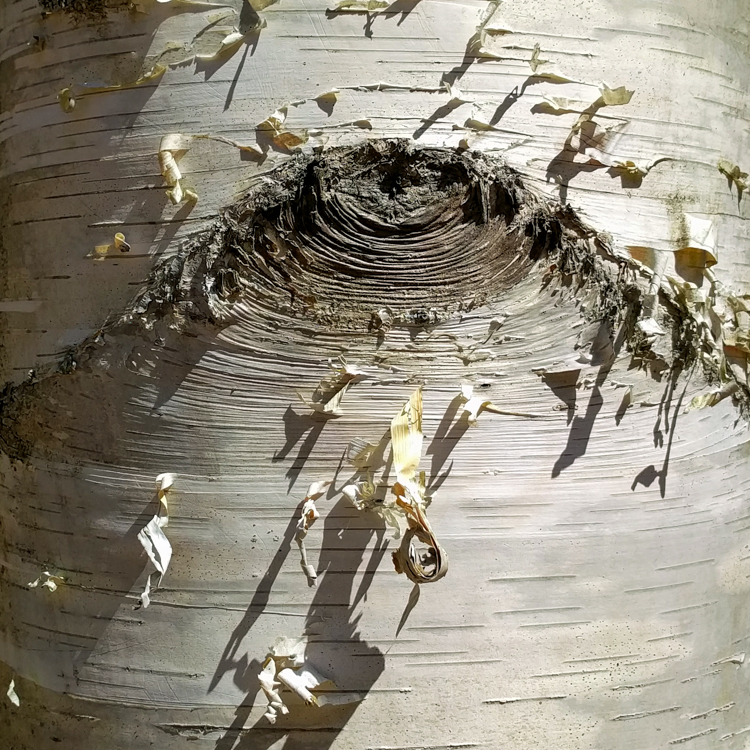 Paper Birch © Bob Dempkowski