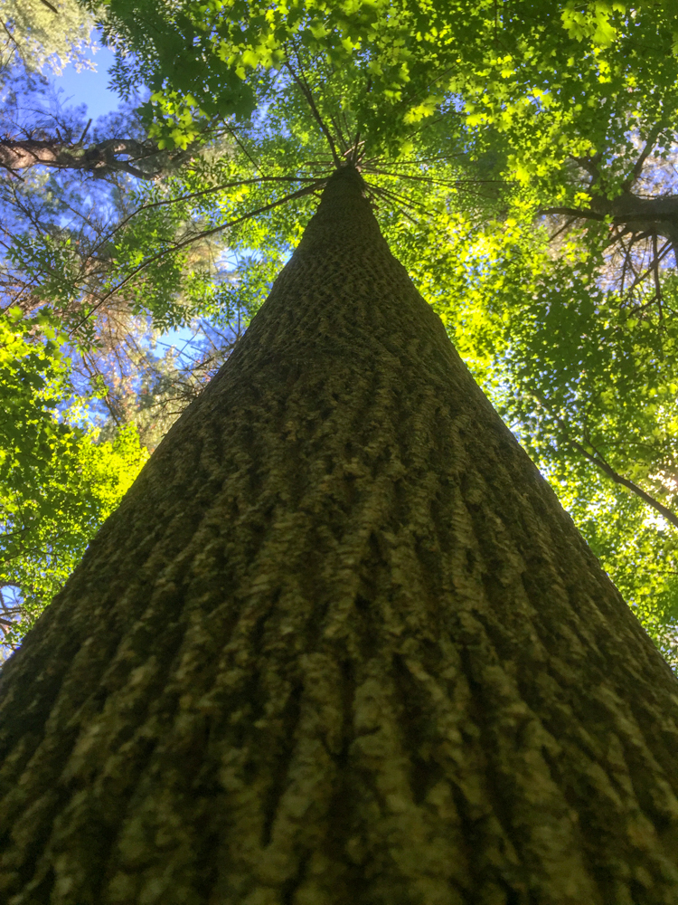 Norway Maple (non-native/invasive species but highly ubiquitous) © Matt Cembrola