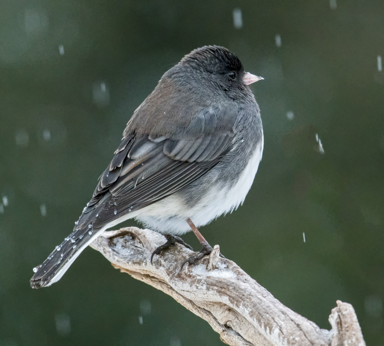 Dark-eyed Junco © Jim Feroli