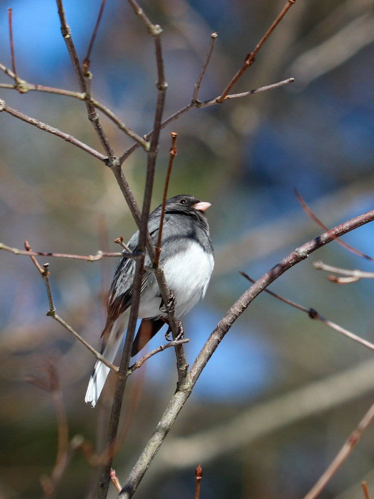 Dark-eyed Junco © Dan Harrington