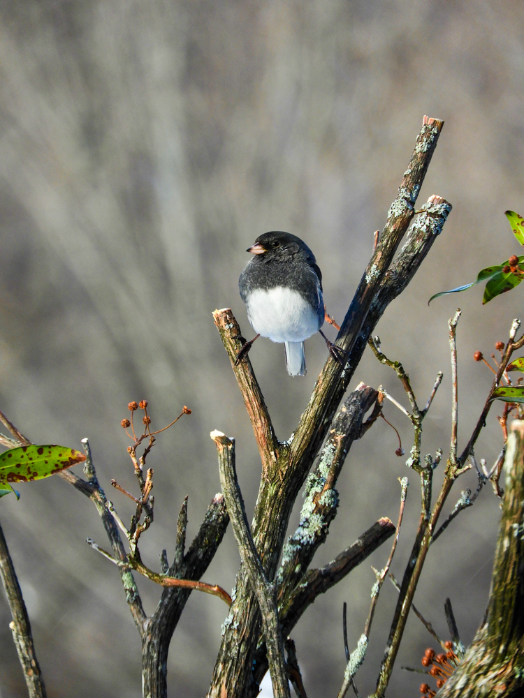 Dark-eyed Junco © Rob Cardinale