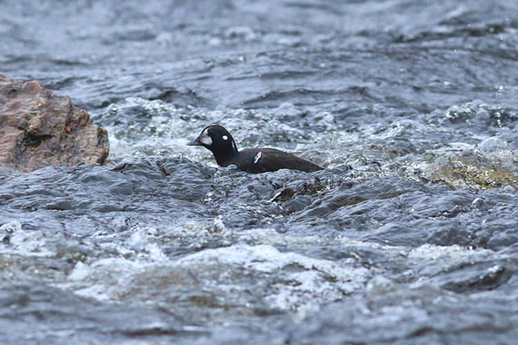 The rocky Millers River was apparently good enough habitat for this young male Harlequin Duck. Photo © James Smith