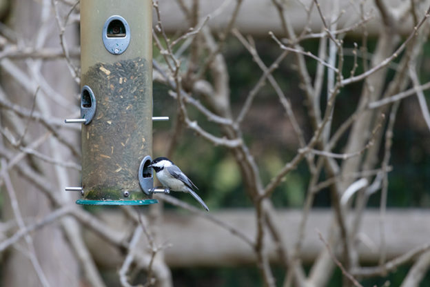 Black-capped Chickadee at a Feeder