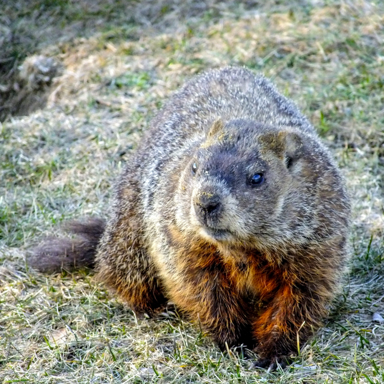 Groundhog © Martha Akey