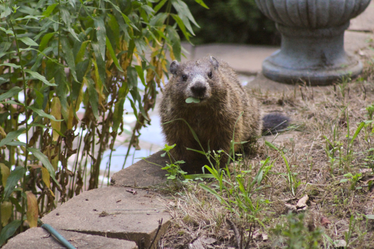 Groundhog © Debbie Lamb