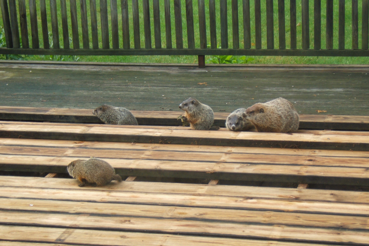 Groundhogs inspecting a "fellow woodworker's" craftsmanship © Lois DiBlasi