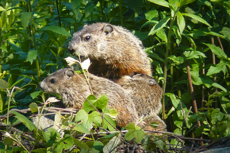 Groundhogs © John Coran