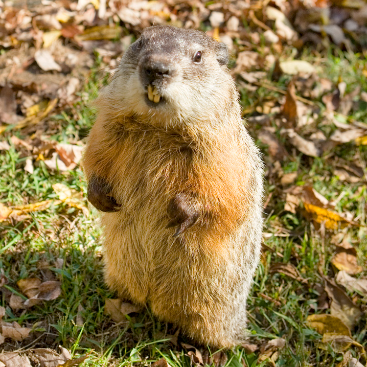 Groundhog © Eric Roth