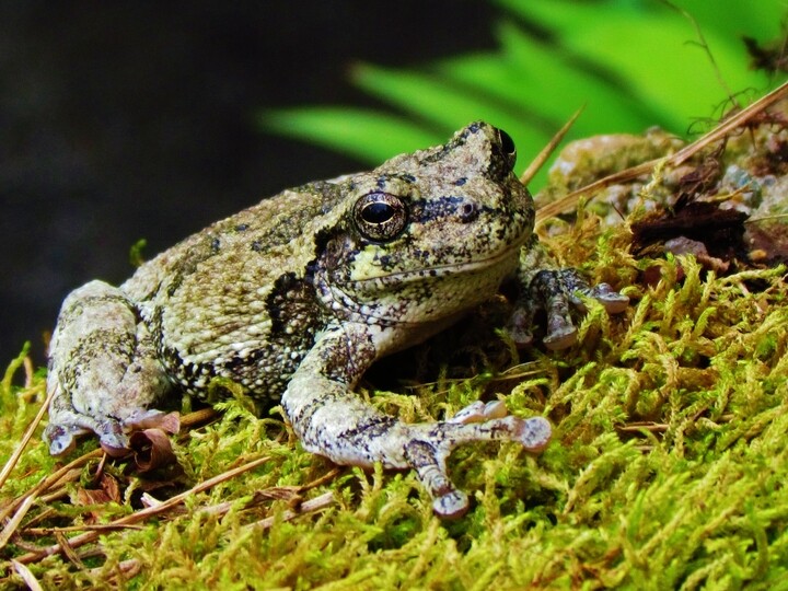 Grey Tree Frog © Sandra Hayslett