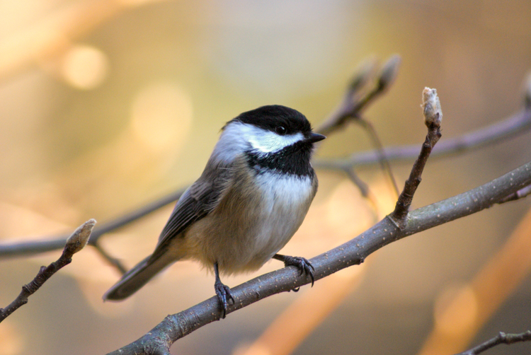 Black-capped Chickadee © Sue Feldberg