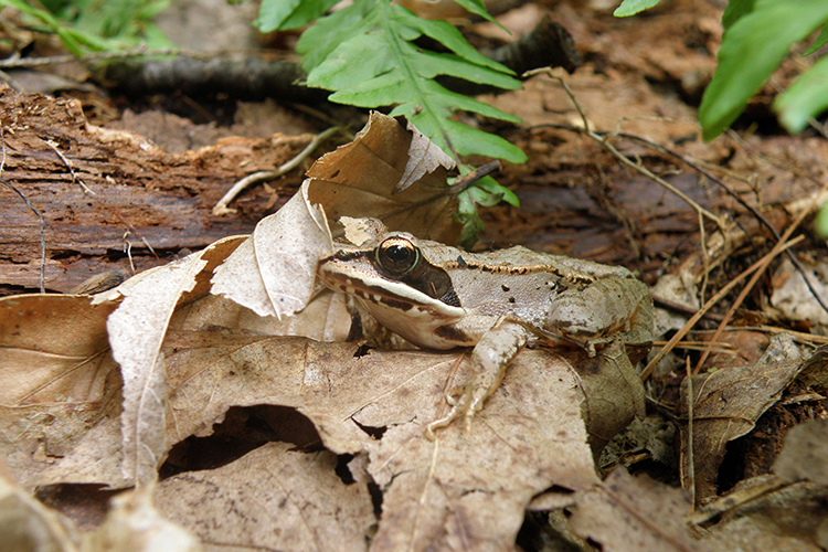 Wood Frog © Jane Parker