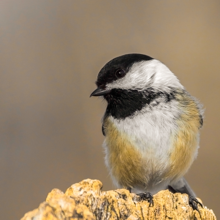 Black-capped Chickadee © Jonathan Elcock