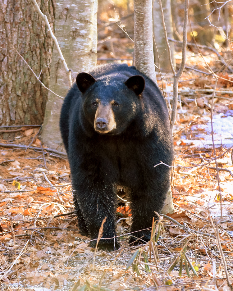 Black Bear © Susan Shaye