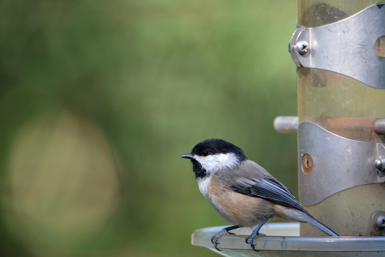 Black-capped Chickadee © Timothy Hayes