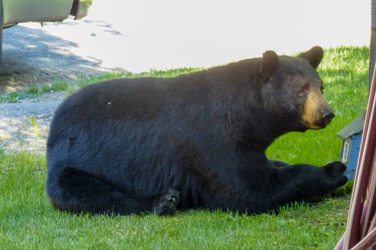 Black Bear © Diane Koske