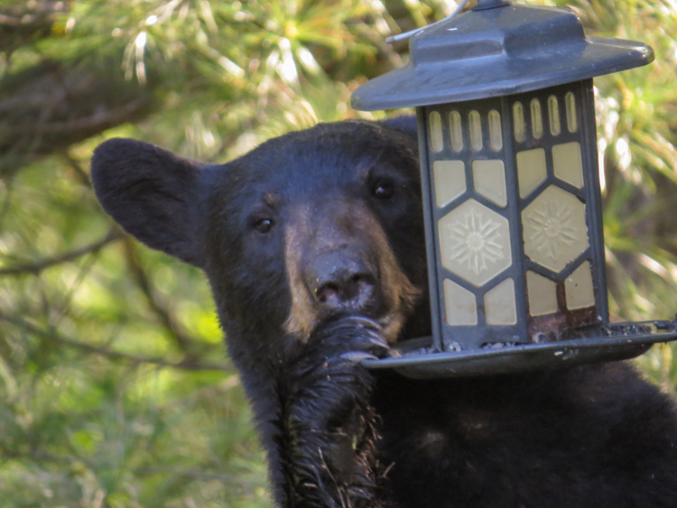 Black Bear © Alvin Laasanen