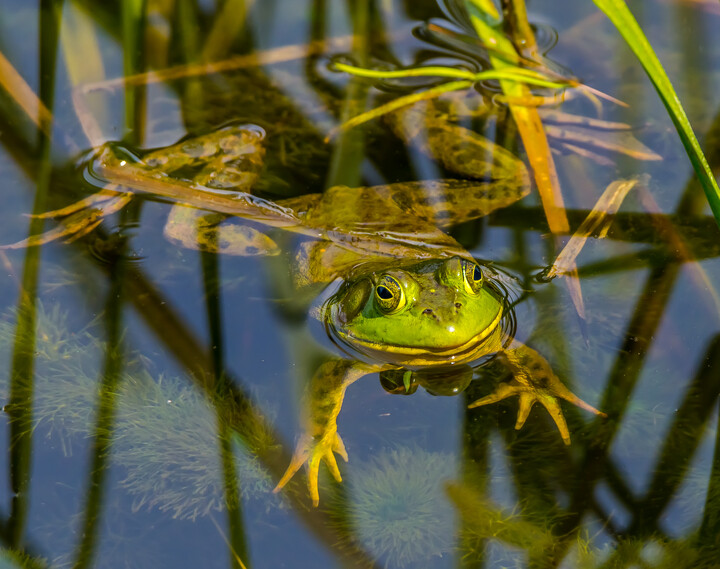 Green Frog © Bernard Creswick