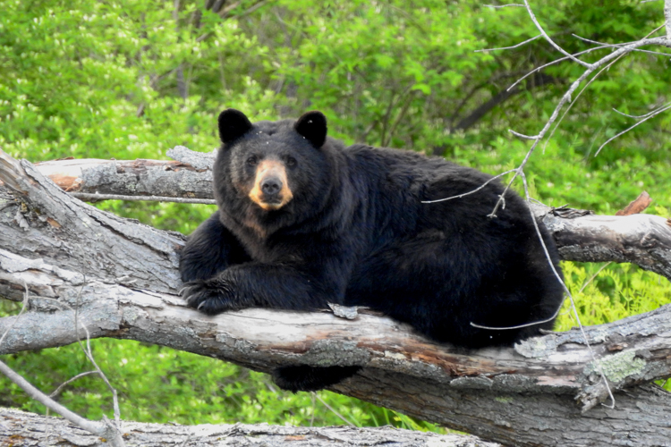 Black Bear © Matthew Watson