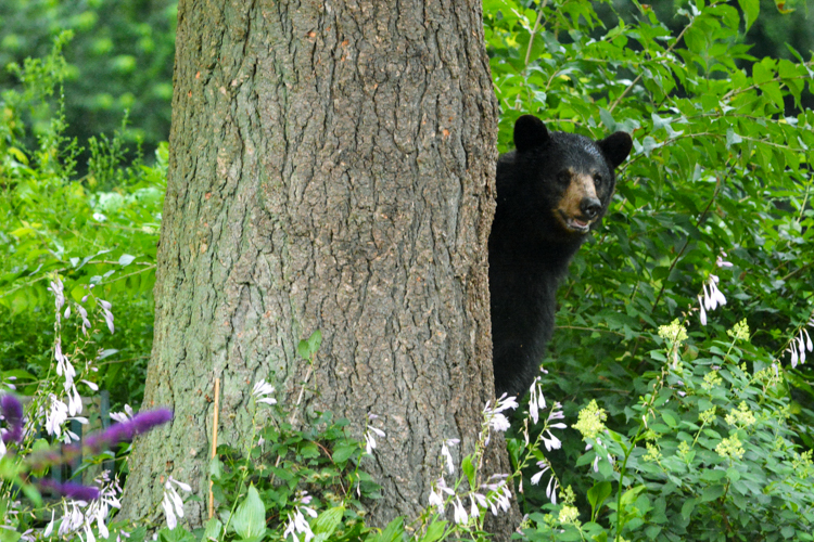 Black Bear © Jeanne Gleason