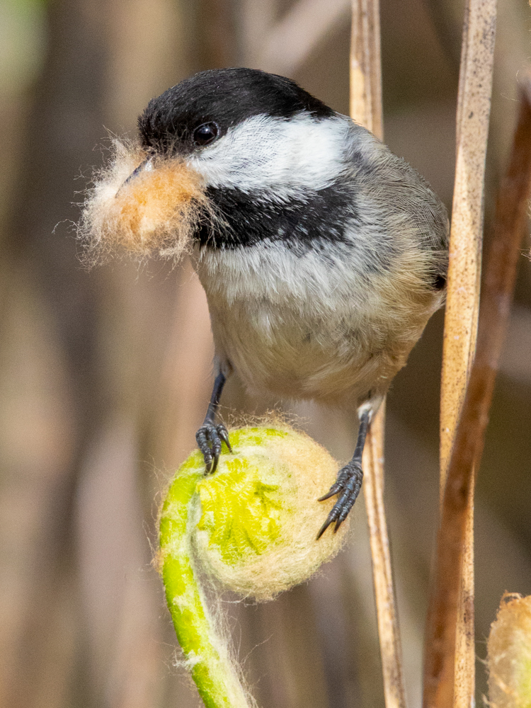 Black-capped Chickadee © Bob Durling