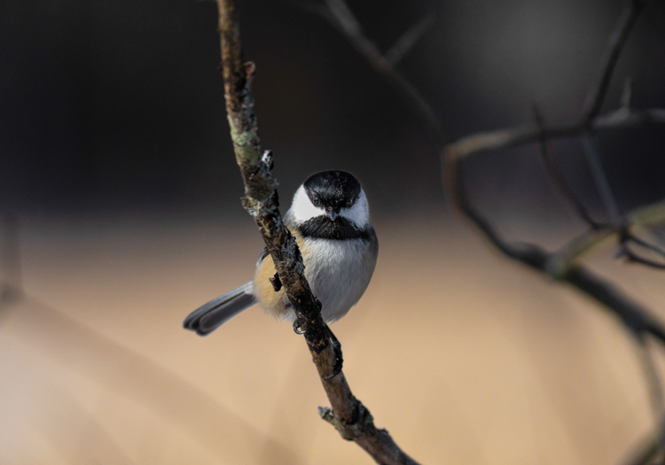 Black-capped Chickadee © Craig Blanchette