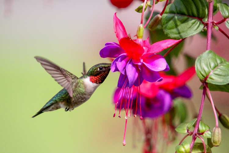 Ruby-throated Hummingbird © Paul McCarthy