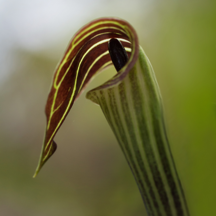 Jack-in-the-Pulpit © Anne Greene