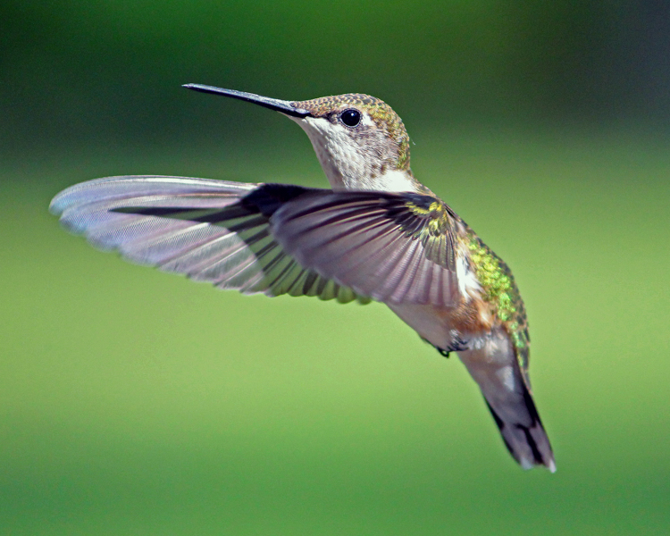 Ruby-throated Hummingbird © Linda Lapre