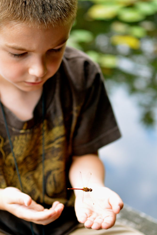 Dragonfly Friend © Michelle Lo Conte