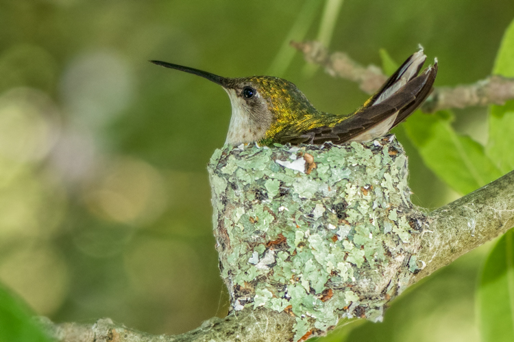 Ruby-throated Hummingbird © Nancy Marshall