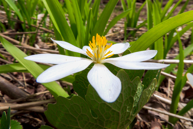 Bloodroot © Maili Waters