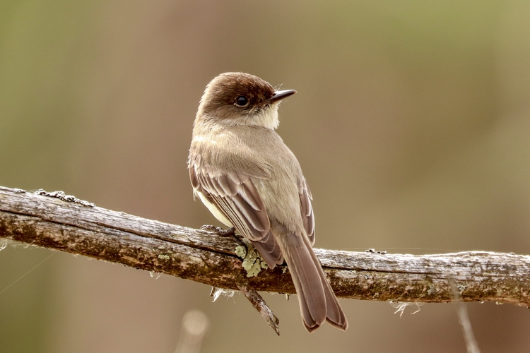 10 Common Bird Sounds Mass Audubon Your Great Outdoors