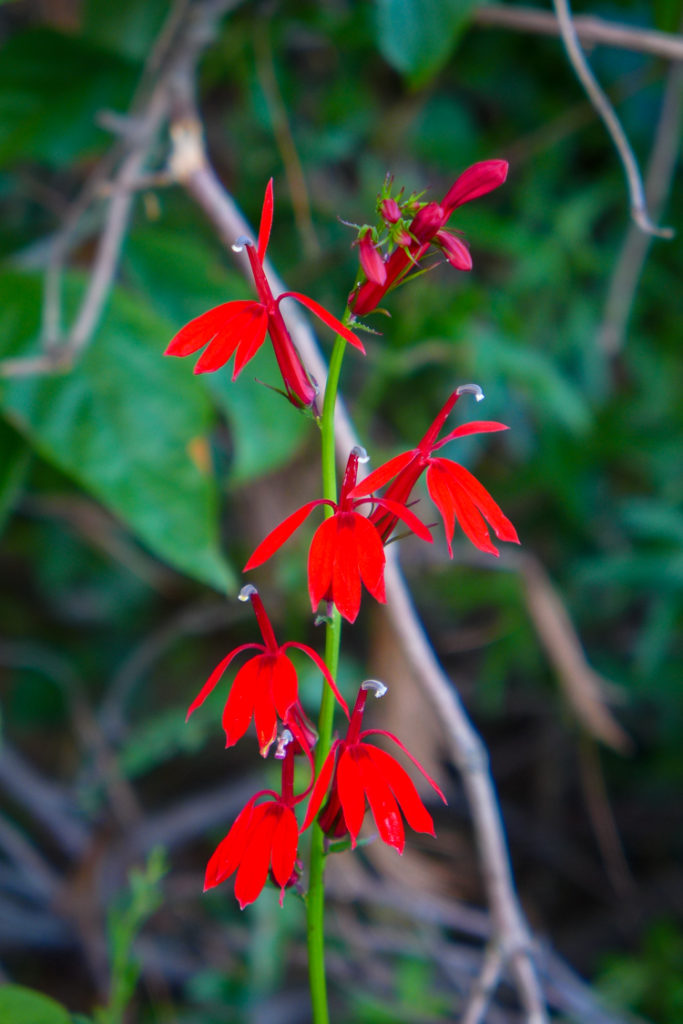 Cardinal Flower © Ed Anzures