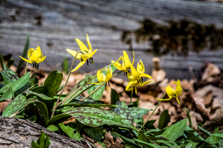 Yellow Trout Lily © Richard Welch