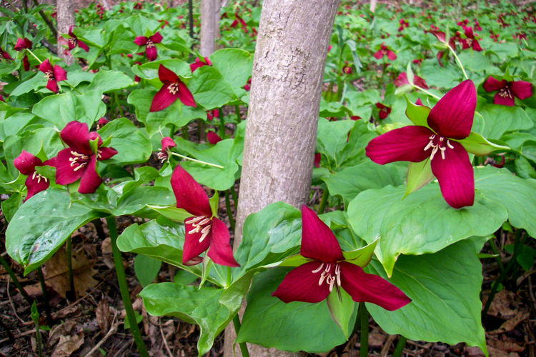 Red Trillium © Allison Bell