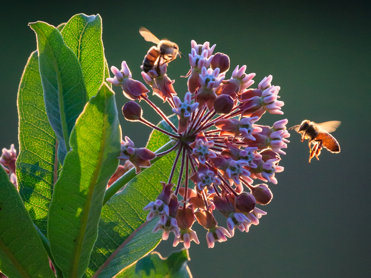 Common Milkweed © Laura Ferraguto