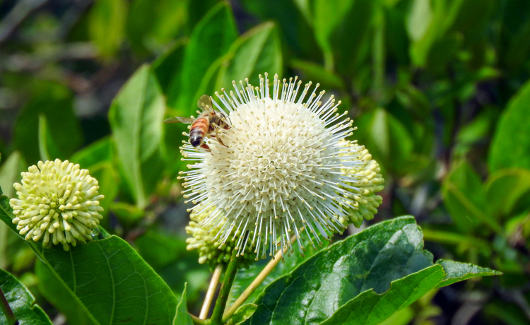 Buttonbush © Cristina Hartshorn